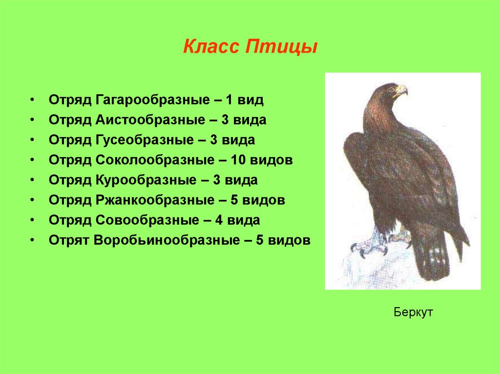 Название отрядов птиц. Отряды птиц. Класс птицы. Класс птицы отряды птиц.