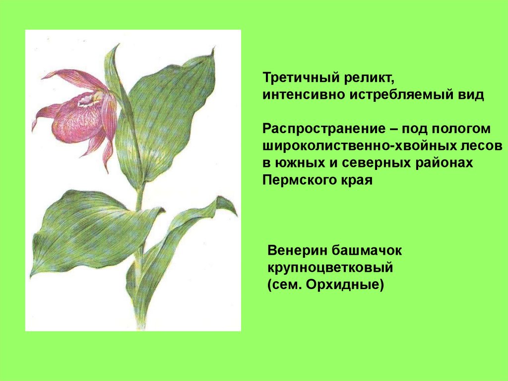 Животные и растения пермского края презентация