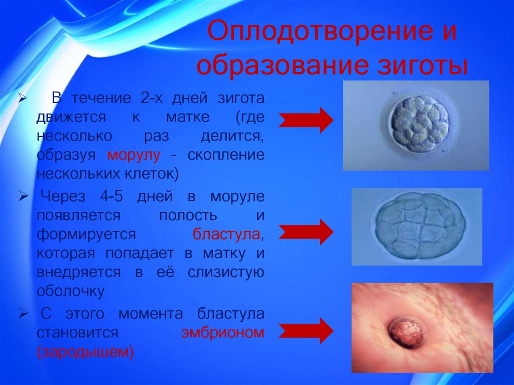 После оплодотворения. Оплодотворение и образование зиготы. Оплодотворение это образуется зигота. Зигота первая клетка будущего организма. Образование зиготы характеристика.