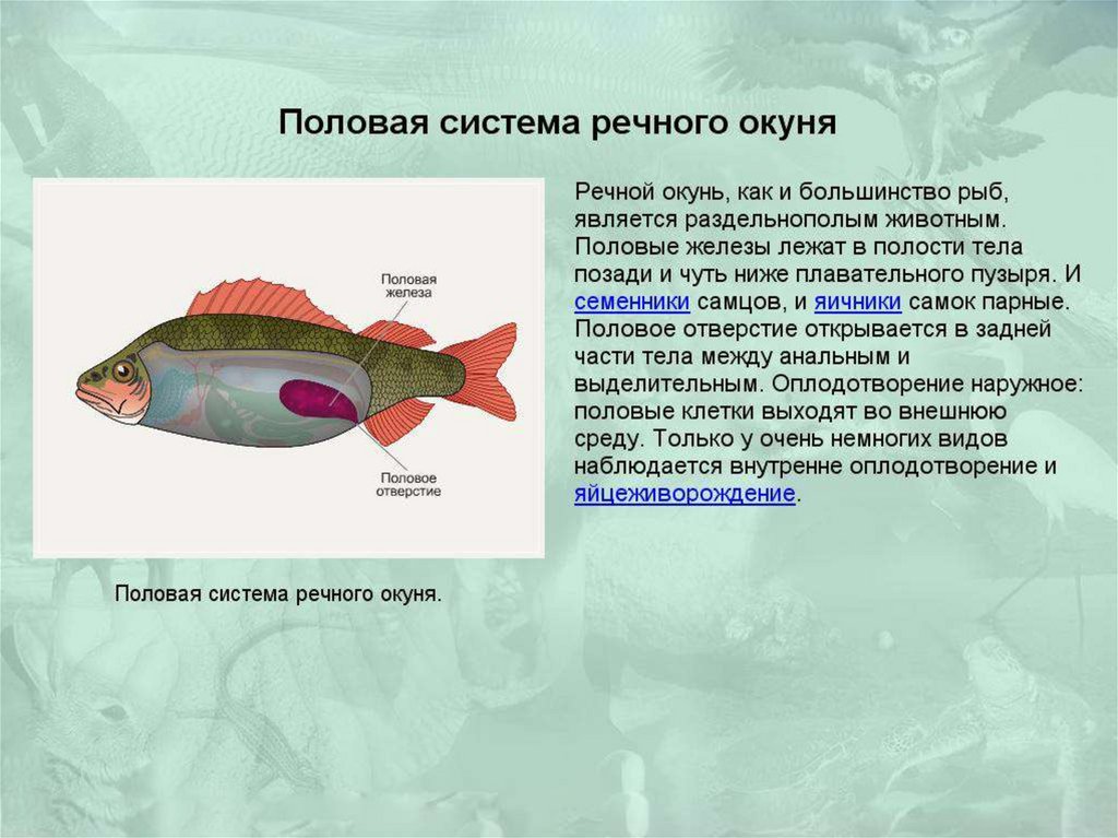 Какие системы органов у рыб. Половая система рыб. Строение половой системы рыб. Половая система окуня. Половая система речного окуня.