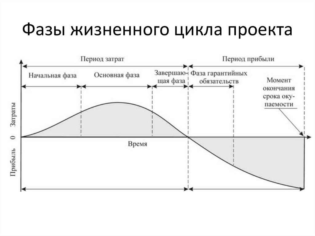 Вторая стадии жизненного цикла