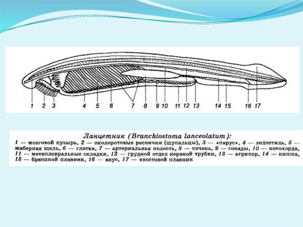 Тип хордовые ланцетник презентация 7 класс биология