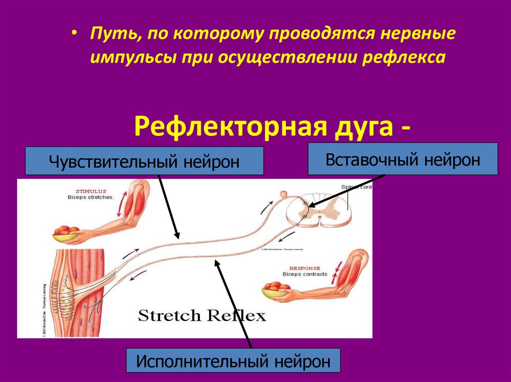 Рефлекторная дуга глазосердечного рефлекса схема с описанием