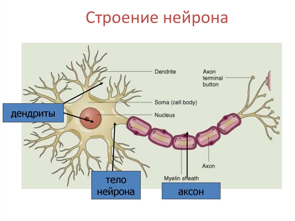 Биология нервные клетки. Структура строения нейрона. Строение нервной клетки нейрона. Строение нейрона картина. Нервная система строение нейрона.