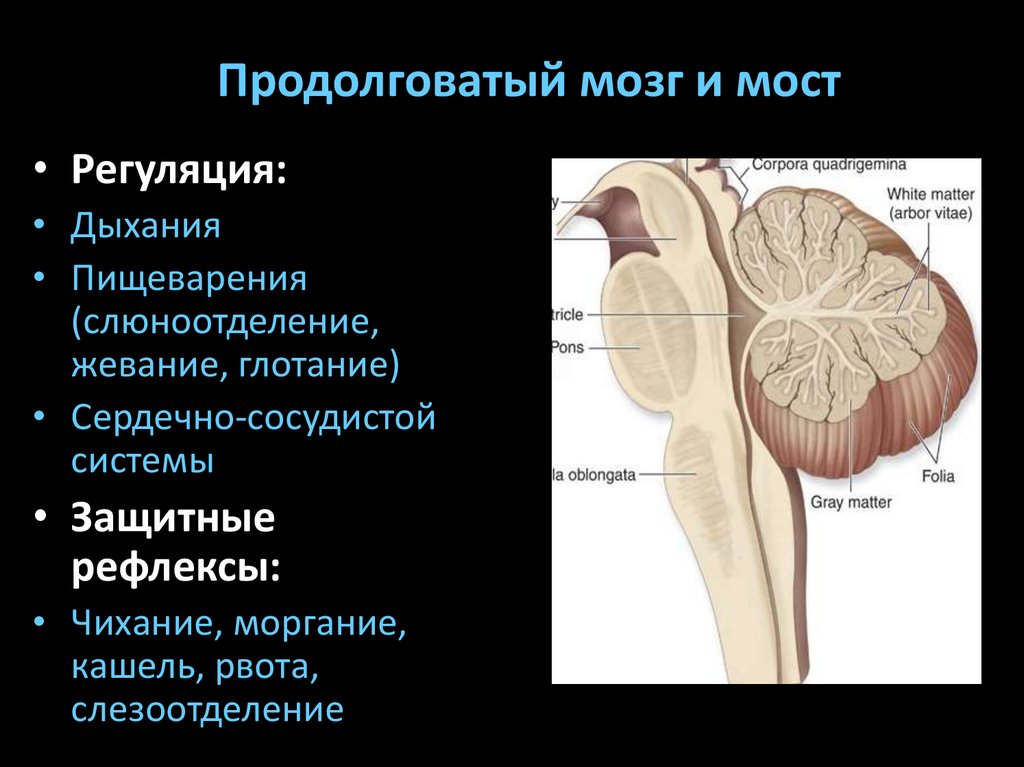 Нервы продолговатого мозга. Функции продолговатого мозга – регуляция. Рефлекторная деятельность продолговатого мозга. Защитные функции продолговатого мозга. Продолговатый мозг и мост.