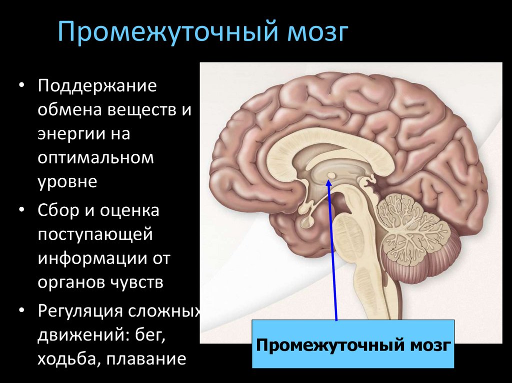 Промежуточный отдел функции. Промежуточный мозг строение. Центры промежуточного мозга. Отделы промежуточного мозга. Функции промежуточного мозга человека.