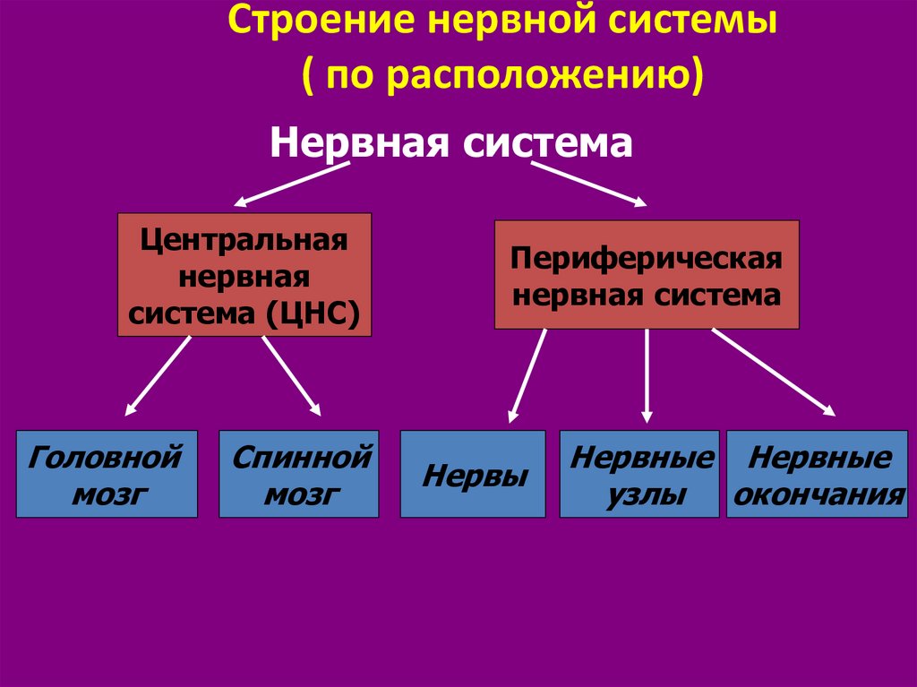 Классификация нервной системы