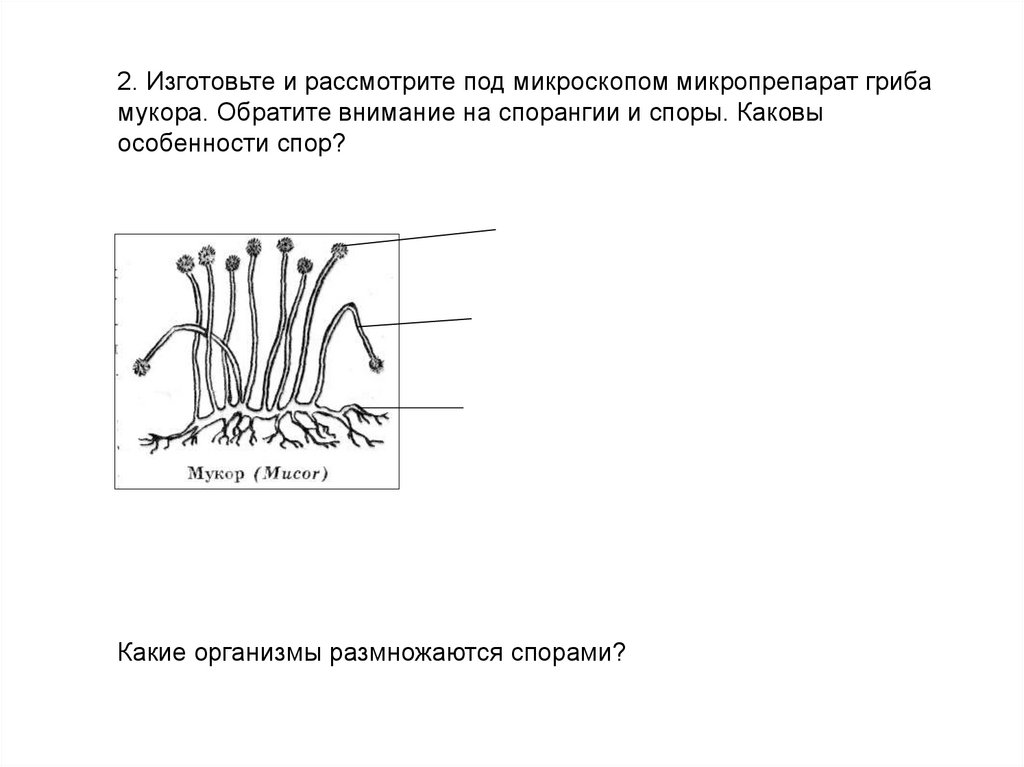 Рассмотрите под. Рассмотрите микропрепарат под микроскопом. Рассмотрите под микроскопом микропрепарат мукора. Споры и грибница под микроскопом обозначения. Рассмотрите гриб под микроскопом.