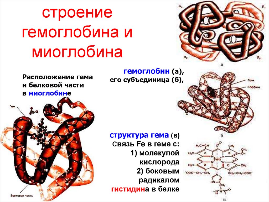 строение гемоглобина и миоглобина
