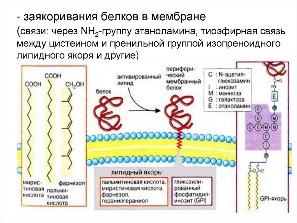 - заякоривания белков в мембране (связи: через NH2-группу этаноламина, тиоэфирная связь между цистеином и пренильной группой