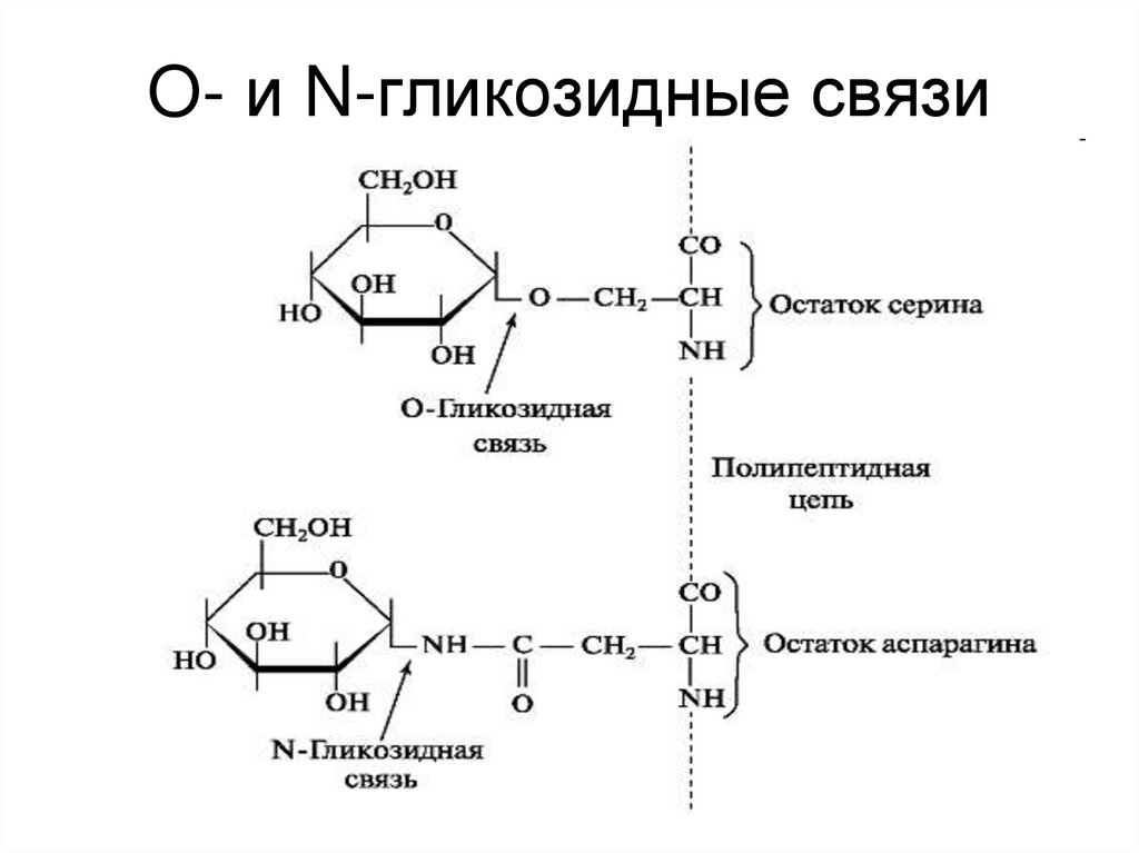 O- и N-гликозидные связи