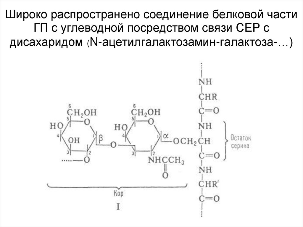 Широко распространено соединение белковой части ГП с углеводной посредством связи СЕР с дисахаридом