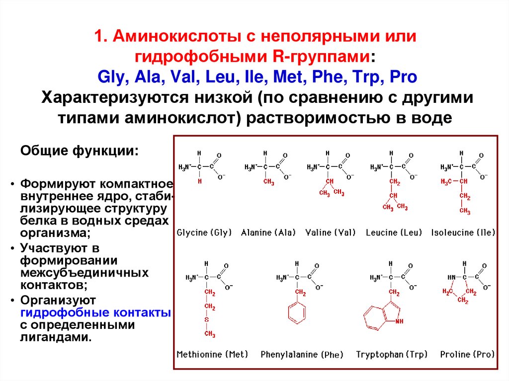 1. Аминокислоты с неполярными или гидрофобными R-группами: Gly, Ala, Val, Leu, Ile, Met, Phe, Trp, Pro Характеризуются низкой