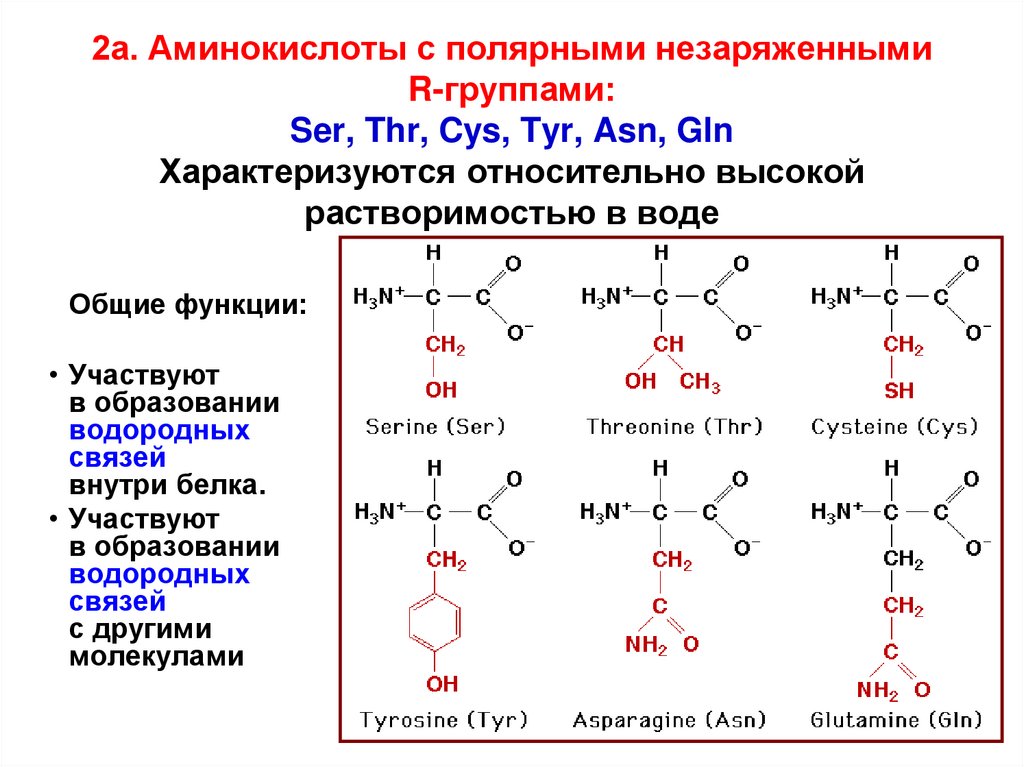 2а. Аминокислоты с полярными незаряженными R-группами: Ser, Thr, Cys, Tyr, Asn, Gln Характеризуются относительно высокой