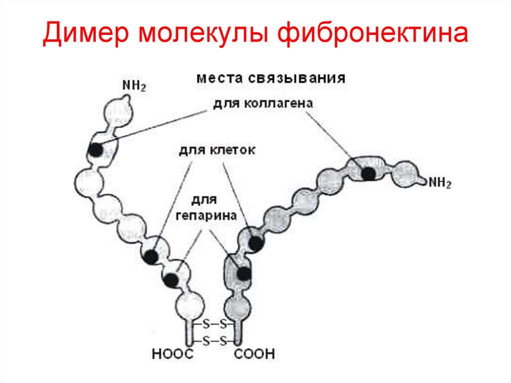 Димер молекулы фибронектина