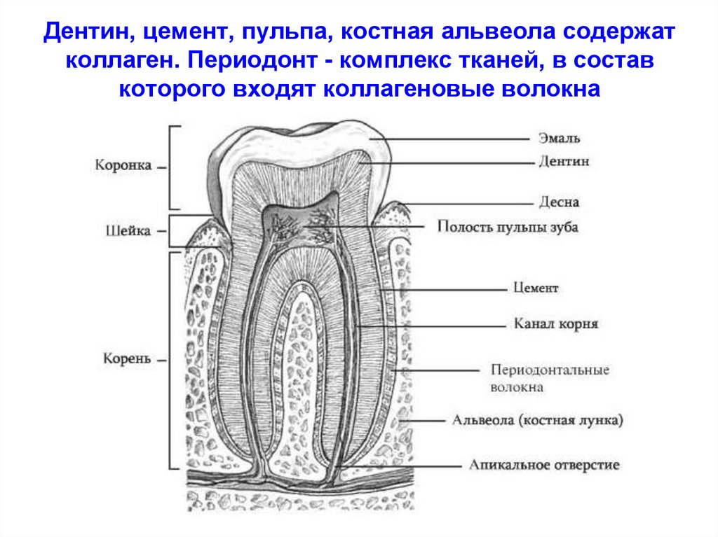 Дентин, цемент, пульпа, костная альвеола содержат коллаген. Периодонт - комплекс тканей, в состав которого входят коллагеновые