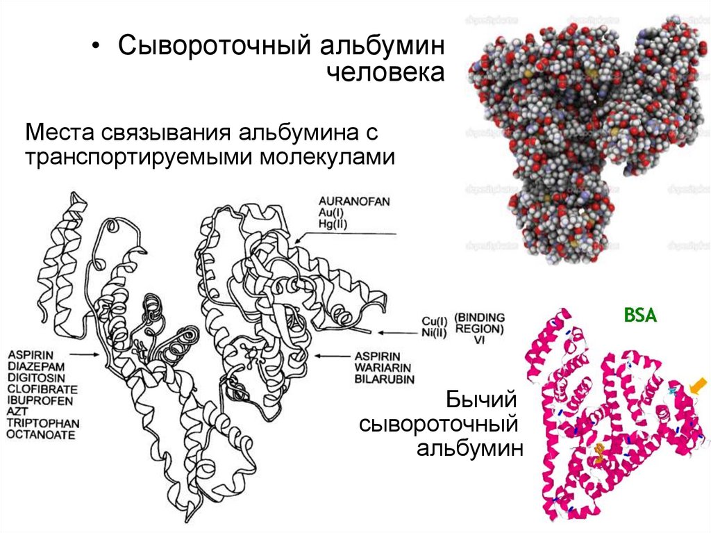 Места связывания альбумина с транспортируемыми молекулами