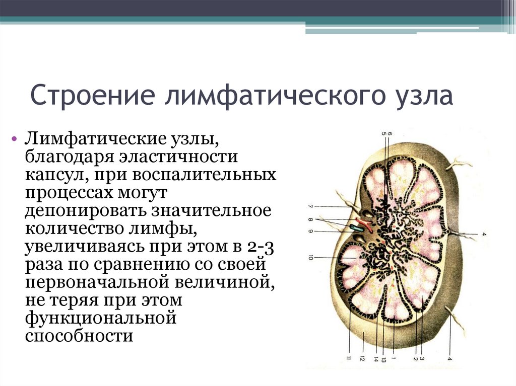 Туберкулезді лимфаденит презентация