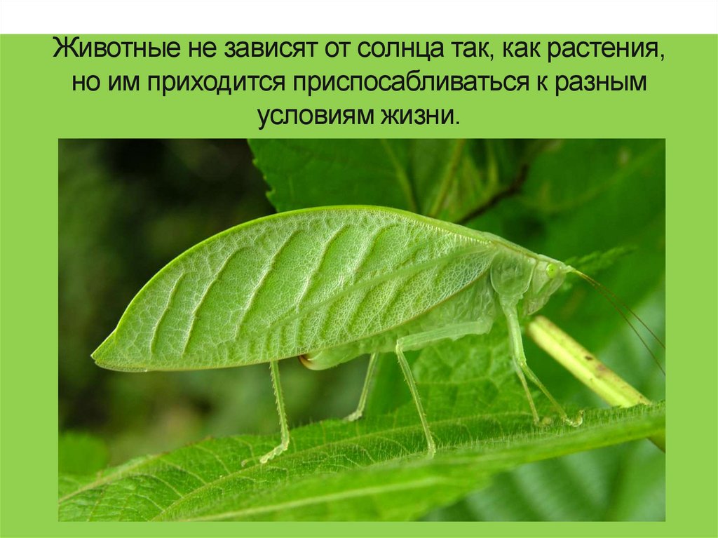 Животные не зависят от солнца так, как растения, но им приходится приспосабливаться к разным условиям жизни.
