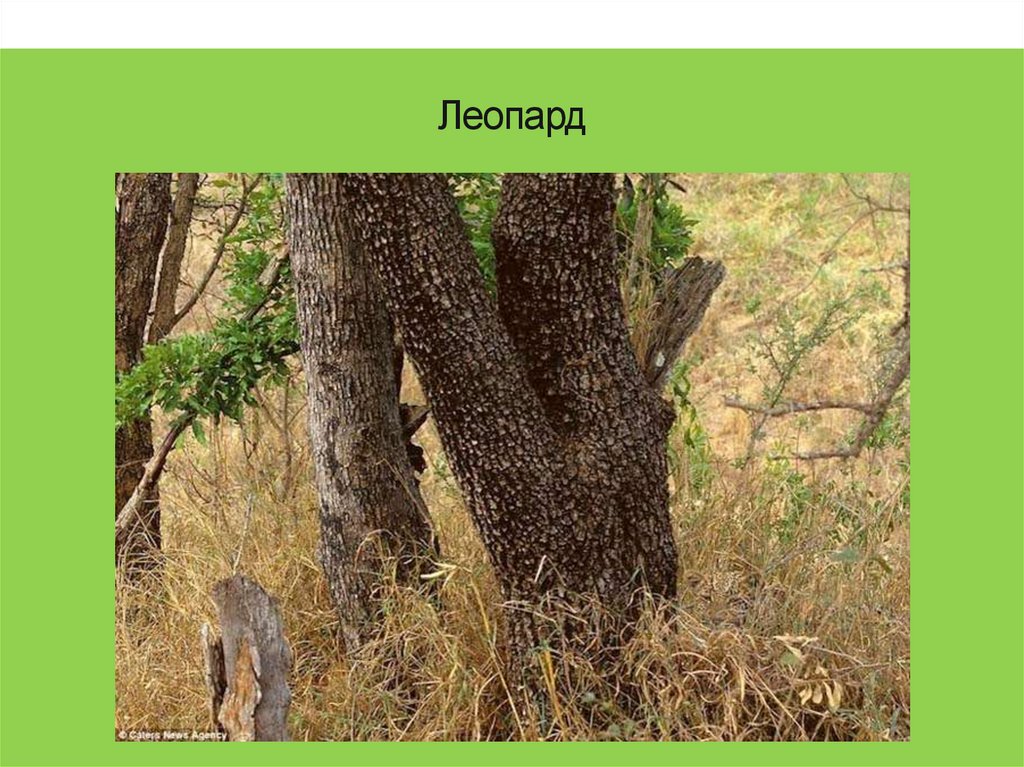 Леопард