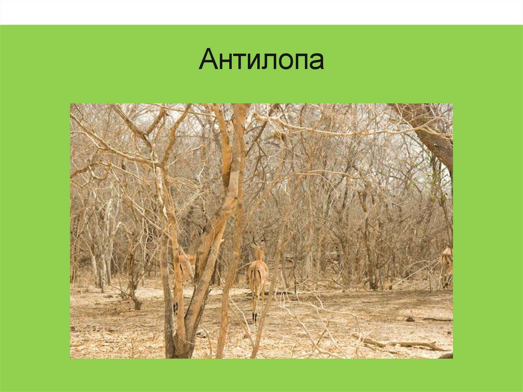 Антилопа
