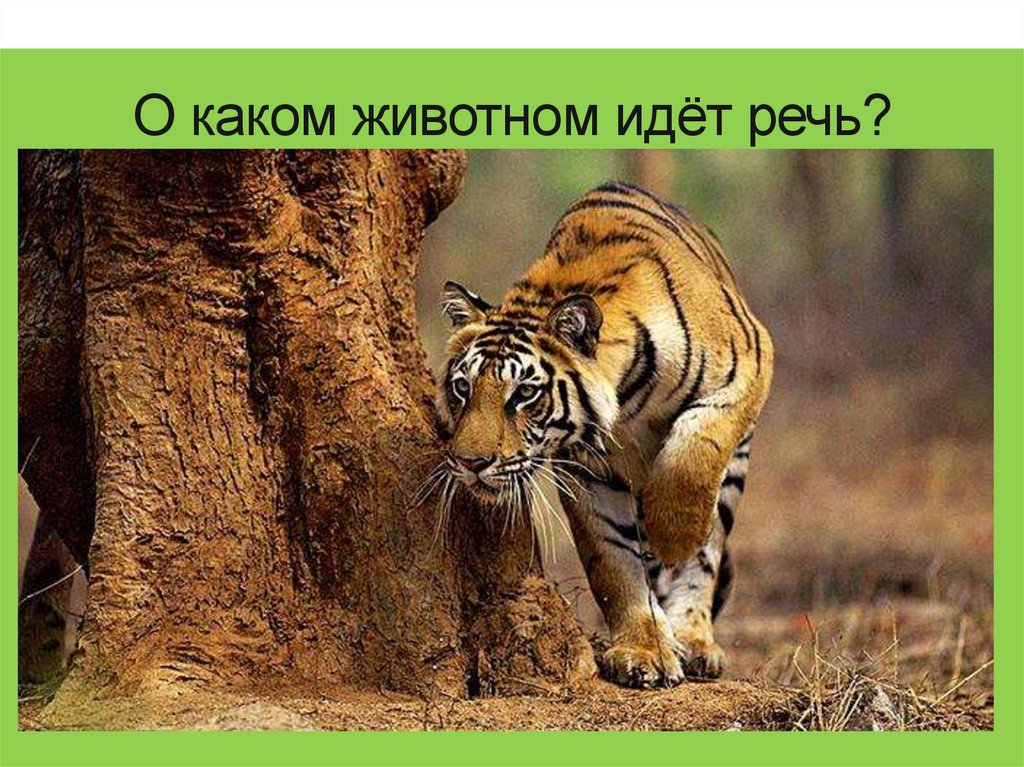 О каком животном идёт речь?