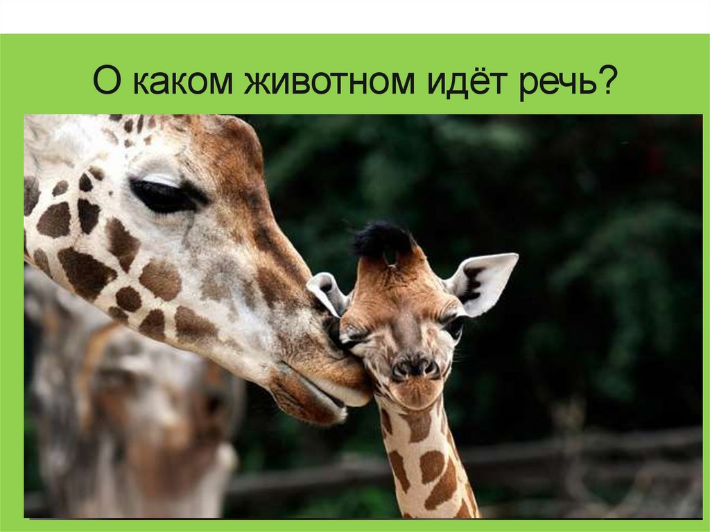 О каком животном идёт речь?
