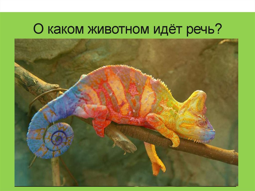 О каком животном идёт речь?
