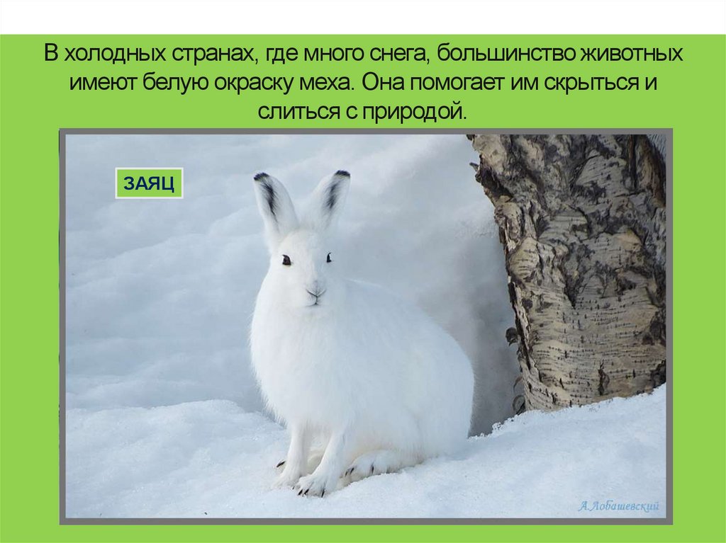 В холодных странах, где много снега, большинство животных имеют белую окраску меха. Она помогает им скрыться и слиться с