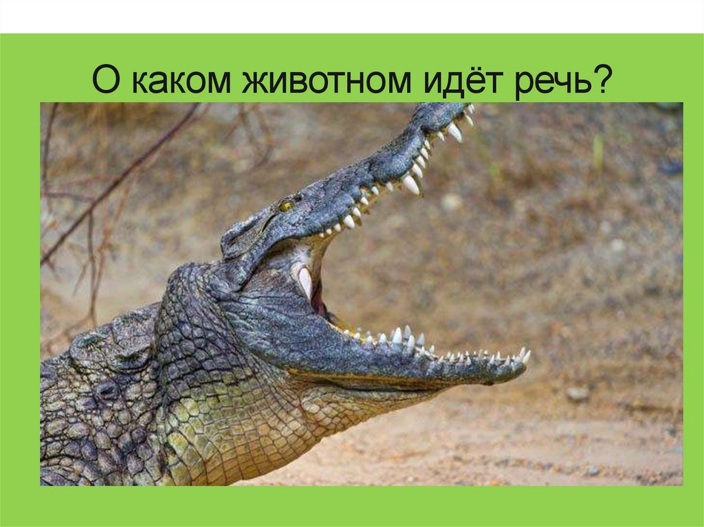 О каком животном идёт речь?