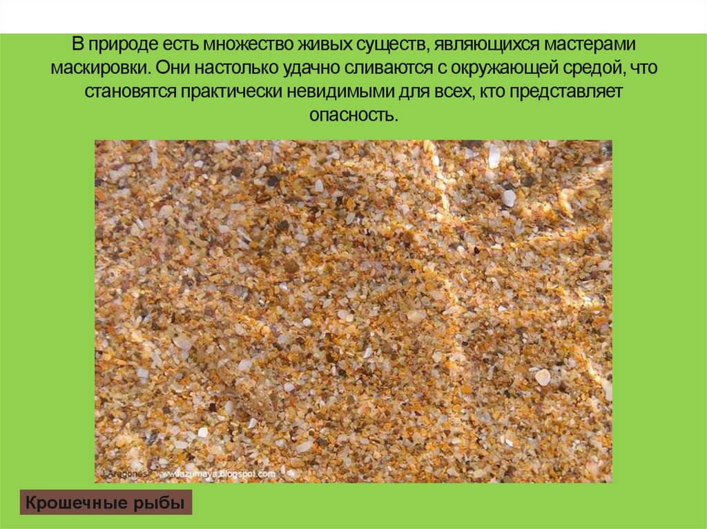 В природе есть множество живых существ, являющихся мастерами маскировки. Они настолько удачно сливаются с окружающей средой,
