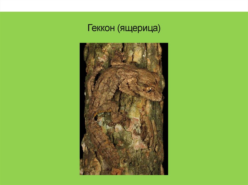 Геккон (ящерица)