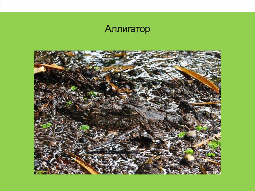 Аллигатор