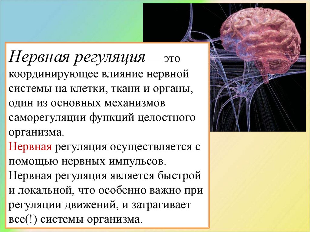 Главным центром регуляции жизнедеятельности организма человека