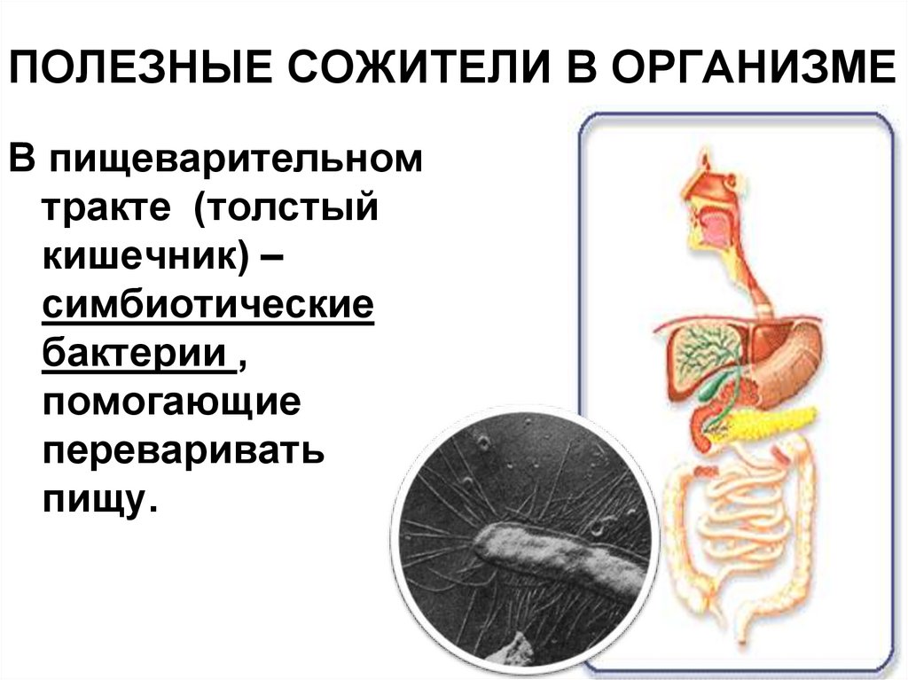 Организмом в результате в организм. Бактерии помогают переваривать пищу. Пищеварительный тракт бактерии. Толстый кишечник симбиотические бактерии. Роль микроорганизмов в процессе пищеварения.