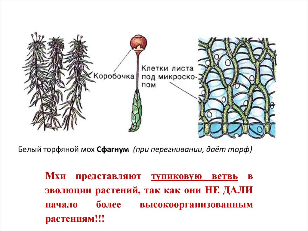 Органы строение мха. Сфагнум строение биология 7. Хлорофиллоносные клетки сфагнума. Классификация сфагнума болотного. Мох сфагнум.