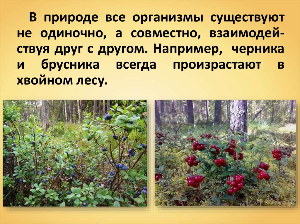Растения выполняют в природном сообществе. Природные сообщества России. Природное сообщество сад. Природные сообщества фото. Природное сообщество елового леса картинки.