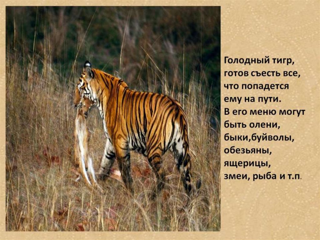 Что делают люди чтобы защитить тигра. Презентация тигр для детей. Про тигра для детей. Интересное о тиграх. Стих про тигра для детей.