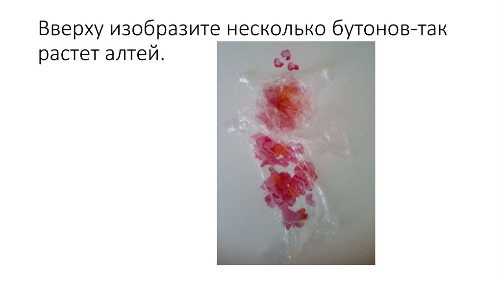 Вверху изобразите несколько бутонов-так растет алтей.