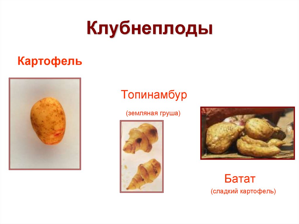 Хранение клубнеплодов