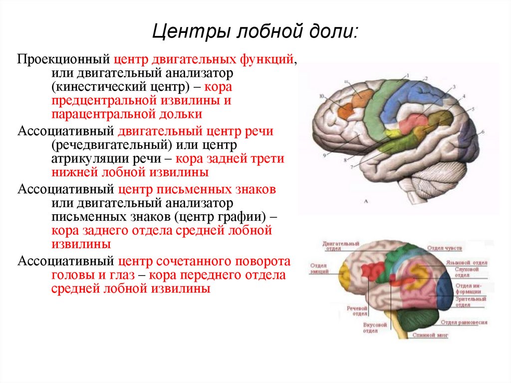 Функции лобной доли головного. Центры лобной доли. Функции лобной доли головного мозга.