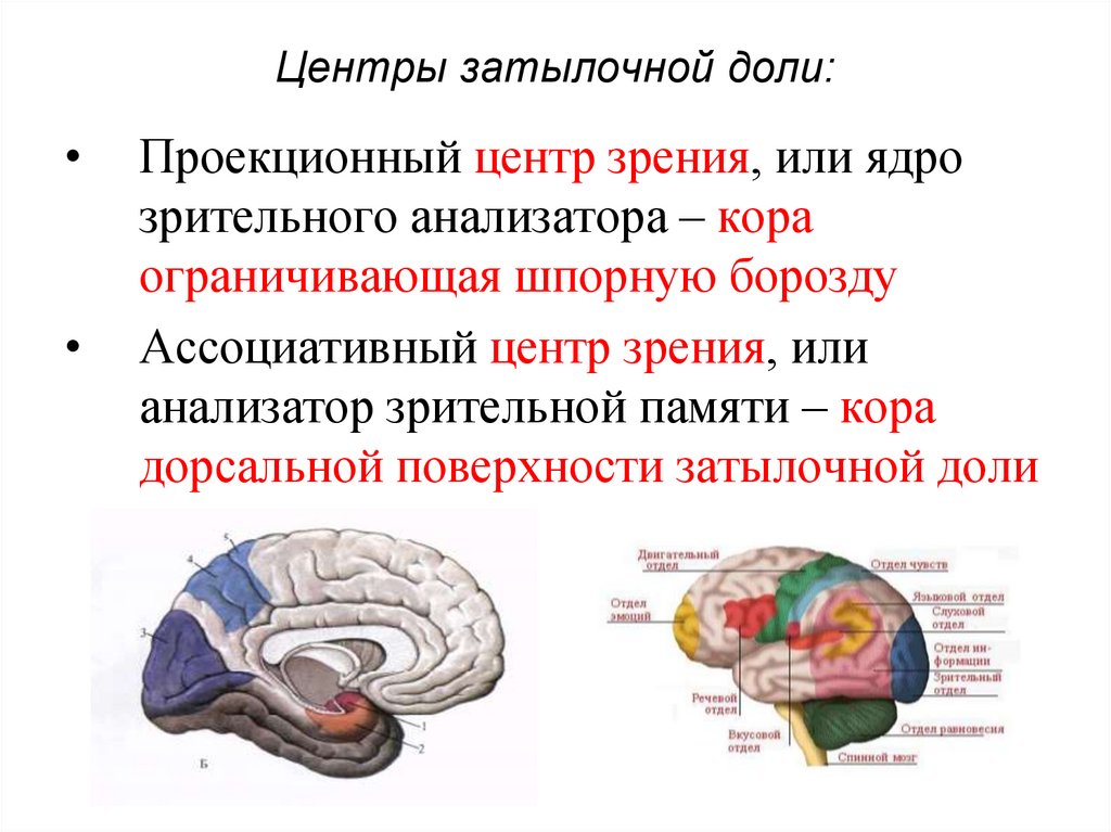 Передний мозг функции. Центры конечного мозга. Конечный мозг функции. Функции конечного мозга кратко.