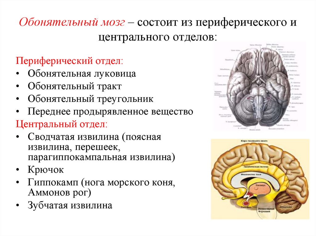 Обонятельные доли мозга. Обонятельный мозг анатомия строение. Конечный мозг анатомия обонятельный мозг. Обонятельный мозг Центральный и периферический отделы. Обонятельный мозг и лимбическая система.