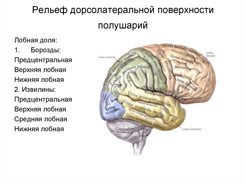 Сколько извилин в мозгах
