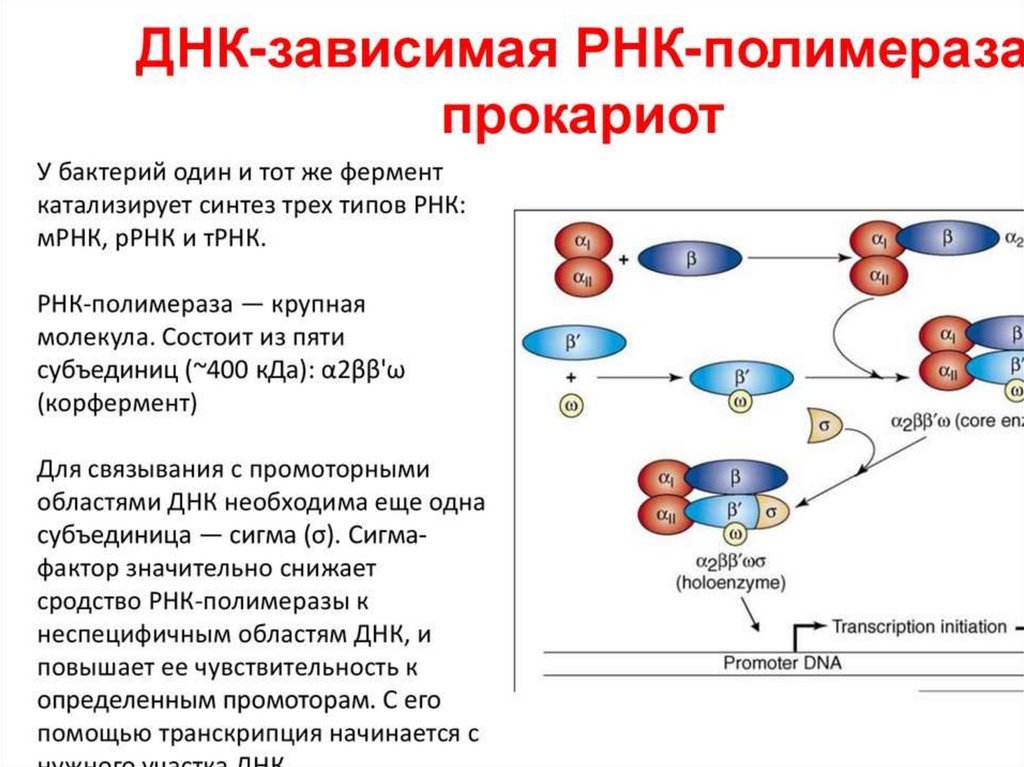 Биосинтез рнк презентация