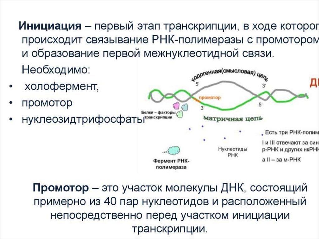 Рнк полимераза участвует. РНК полимеразы 2 инициация транскрипции. РНК полимераза 1 инициация транскрипции. РНК полимеразы прокариот. РНК полимераза 3 инициация транскрипции.