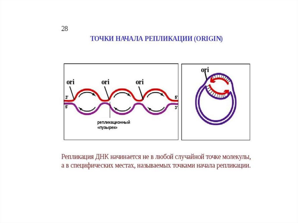 Синтез нуклеиновых