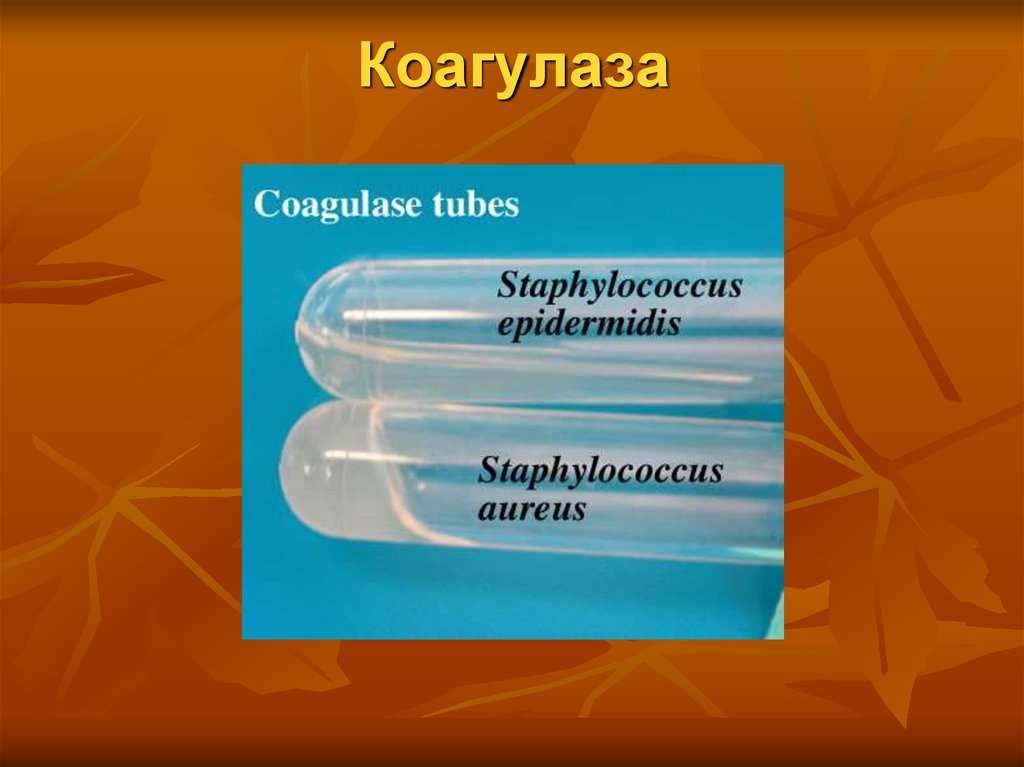 Коагулаза стафилококка. Коагулаза положительные. Коагулаза положительный стафилококк что значит.