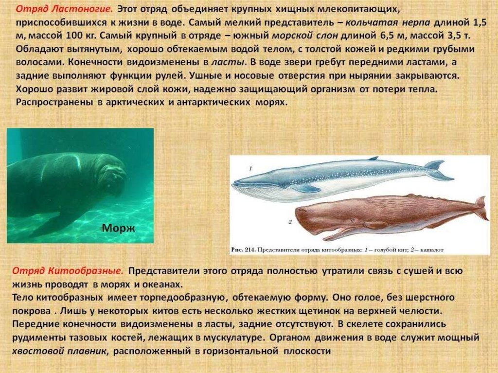 Отряды млекопитающих китообразные ластоногие хоботные хищные 7 класс презентация