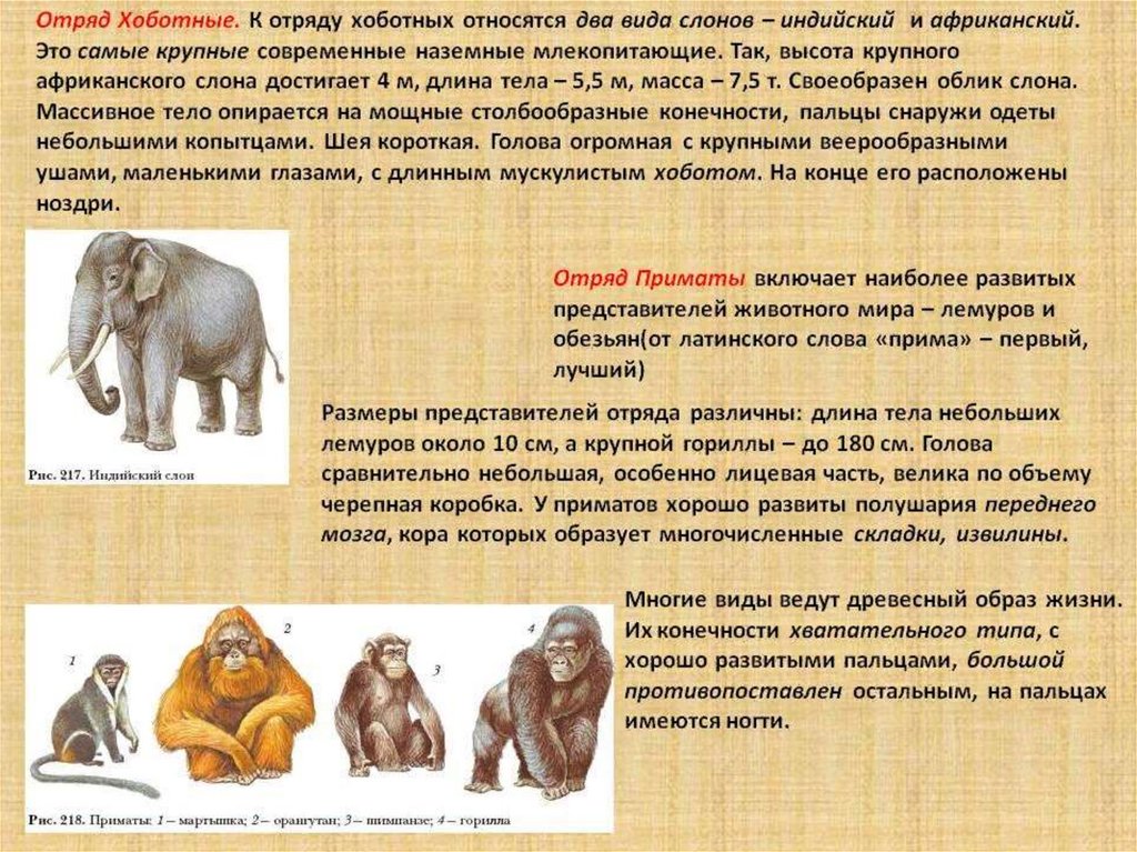 К обезьянам людям относят. Отряд хоботные биология 7 класс. Отряд приматы характеристика кратко. Отряды млекопитающих хоботные. Краткая характеристика хоботных.